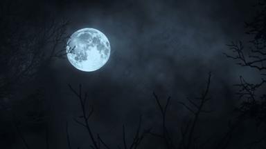 月亮月光。月亮的夜空。神秘幽灵般可怕。树树剪影的影子。自然背景